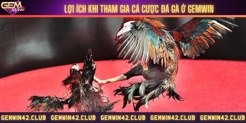 Ưu điểm nổi bật khi tham gia cá cược đá gà trực tuyến