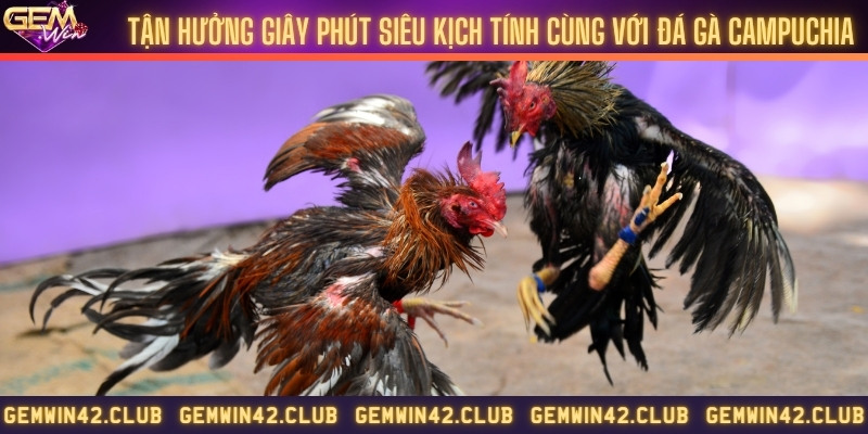 Tận hưởng giây phút siêu kịch tính cùng với đá gà Campuchia