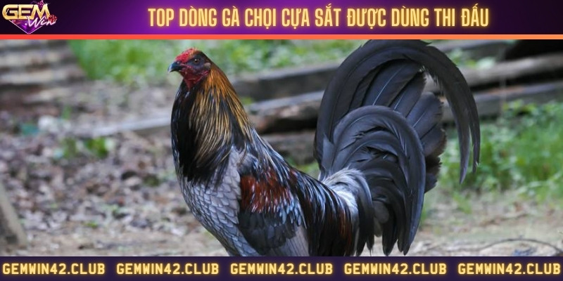 3 dòng gà cựa sắt phổ biến mạnh nhất