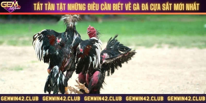 Tất tần tật những điều cần biết về gà đá cựa sắt mới nhất