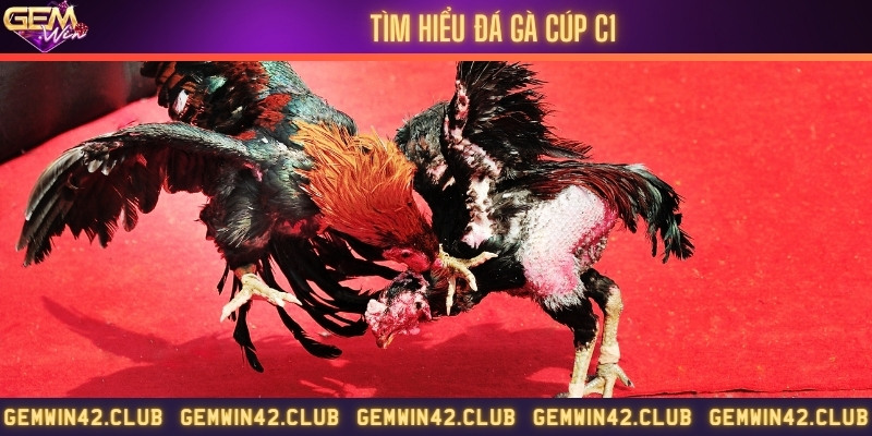 Nghẹt thở cùng các chiến kê cúp C1