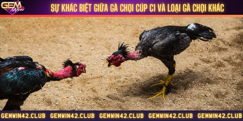 Phân biệt giữa gà chọi cúp C1 và gà chọi bình thường