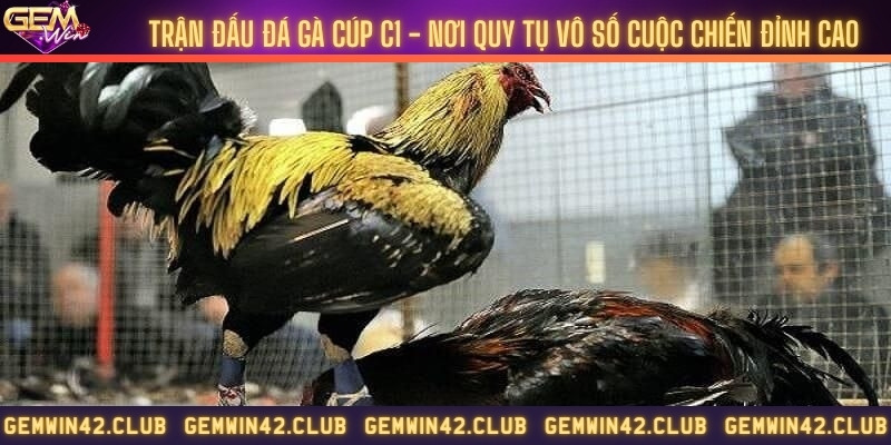 Trận đấu đá gà cúp C1 - Nơi quy tụ vô số cuộc chiến đỉnh cao
