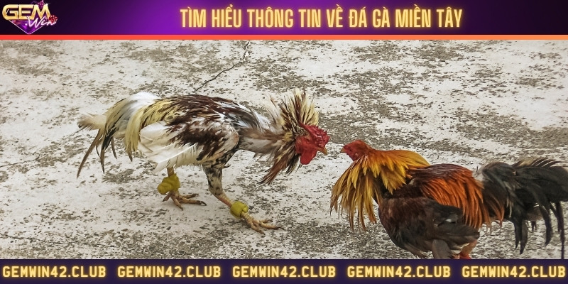 Đôi nét về hình thức chọi gà miền Tây