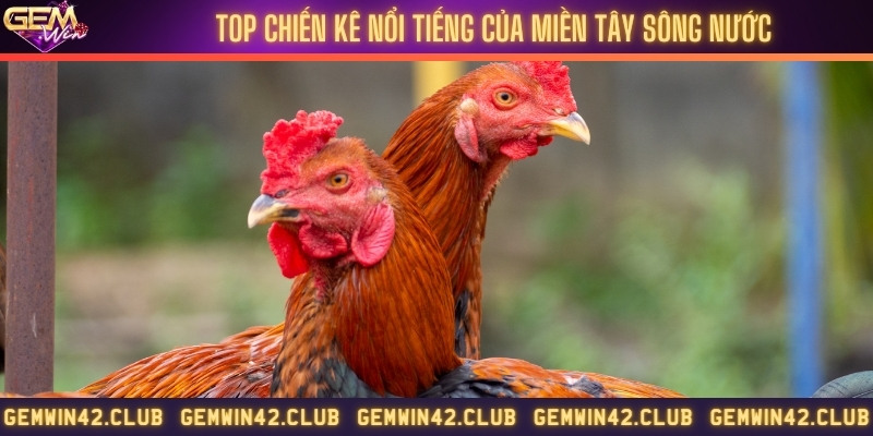 Điểm danh gà chọi thường gặp trong đá gà miền Tây