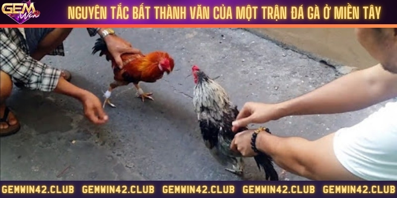 3 nguyên tắc của chọi gà miền Tây