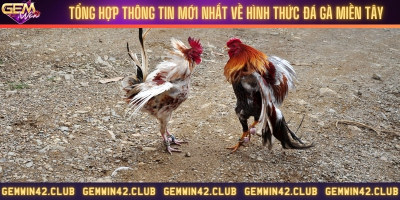 Tổng hợp thông tin mới nhất về hình thức đá gà miền Tây