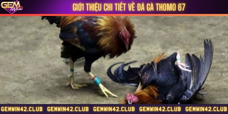 Review về chọi gà thomo 67
