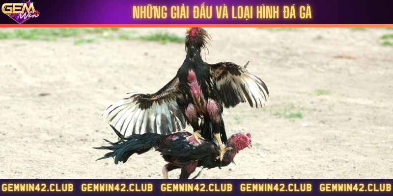 Chia sẻ các giải đấu và loại hình đá gà phổ biến