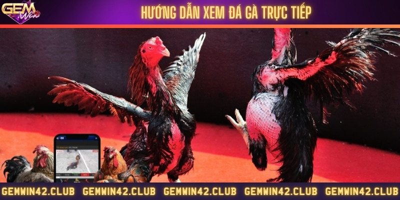 Hướng dẫn theo dõi các trận đá gà trên Gemwin