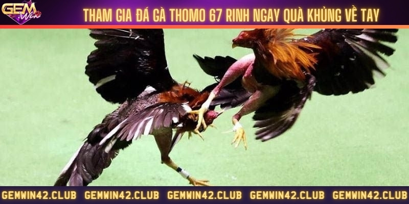 Tham gia đá gà thomo 67 rinh ngay quà khủng về tay