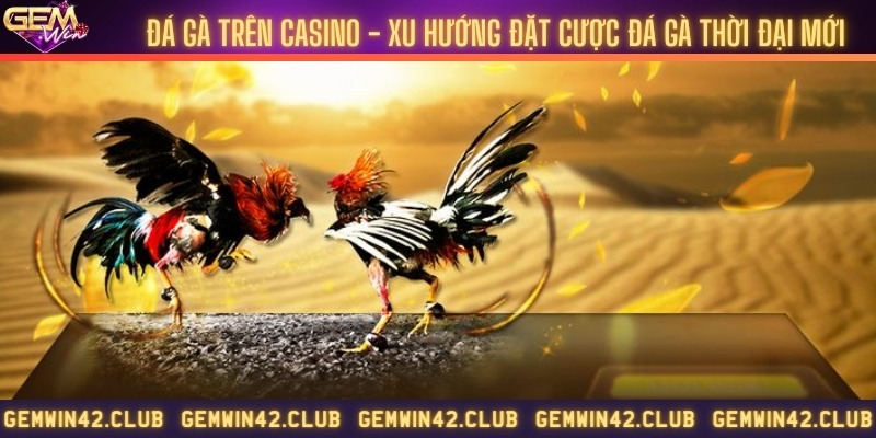 Đá gà trên casino - Xu hướng đặt cược đá gà thời đại mới