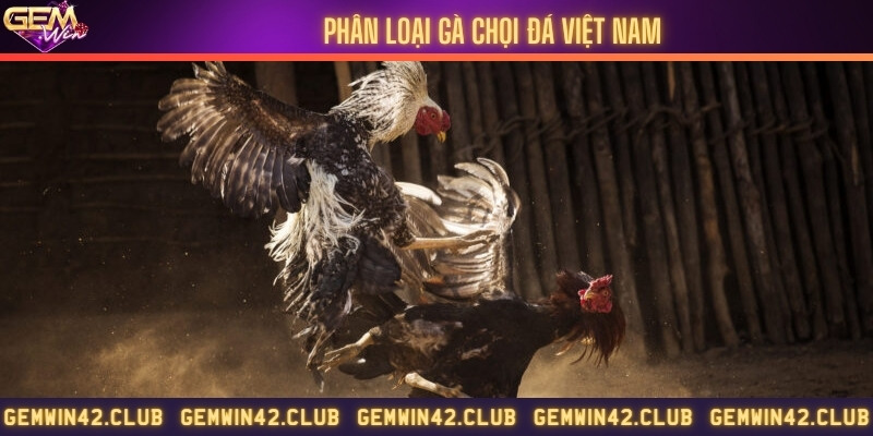 Cách phân loại gà chọi tại Việt Nam