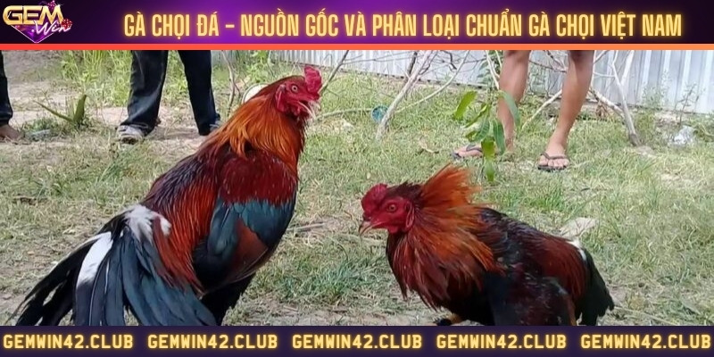 Gà chọi đá - Nguồn gốc và phân loại chuẩn gà chọi Việt Nam