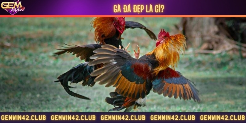 Gà đá đẹp là gì?