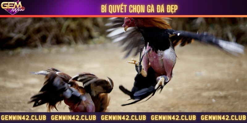 Những yếu tố để chọn gà đá đẹp
