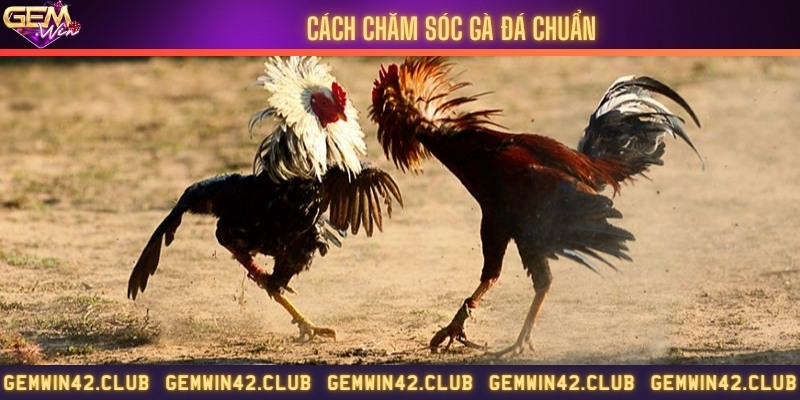 Cách chăm sóc cho gà đá luôn mạnh