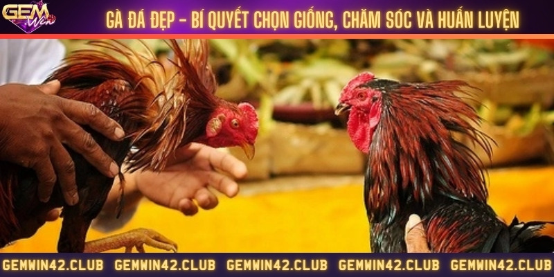 Gà đá đẹp - Bí quyết chọn giống, chăm sóc và huấn luyện