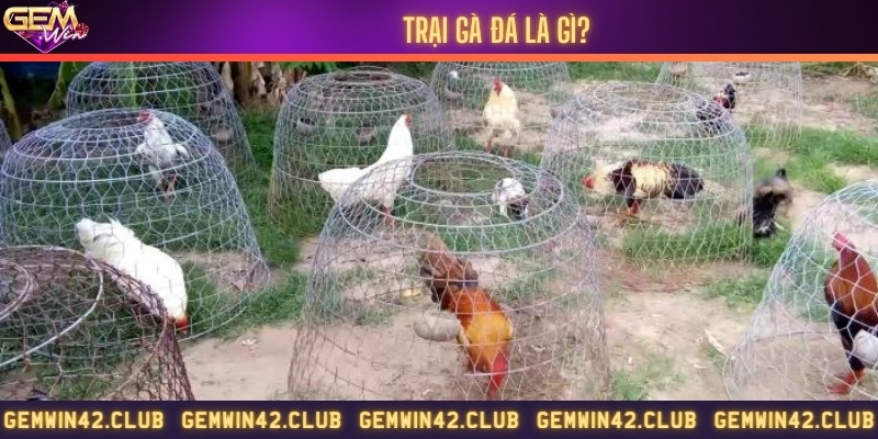 Lựa chọn trại gà đá uy tín để sở hữu chiến kê tốt