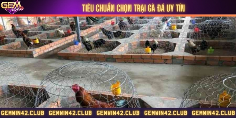 Trại gà đá Minh Trí nổi tiếng với chất lượng tốt