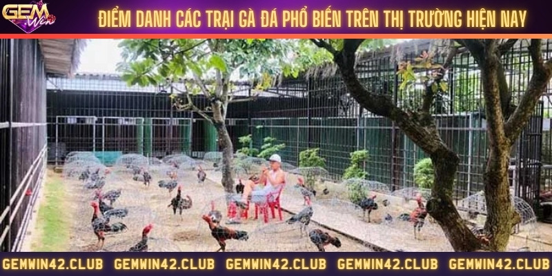 Trại gà Duyên Ti với chất lượng chiến kê tốt
