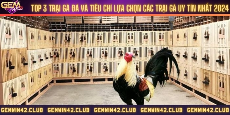Top 3 trại gà đá và tiêu chí lựa chọn các trại gà uy tín nhất 2024